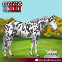 Horse Color:Smoky Black Sabino Near Leopard 