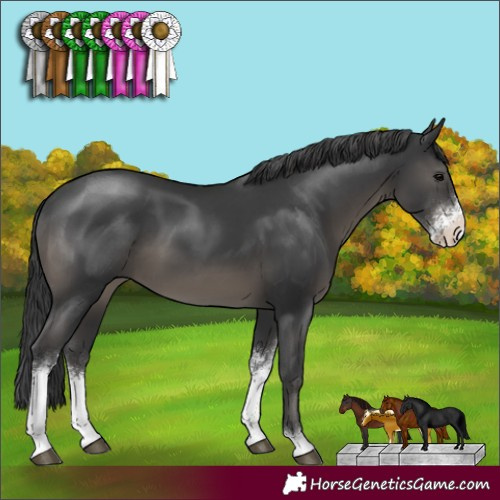 Horse Color:Black Sabino 