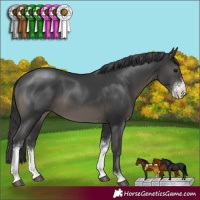 Horse Color:Black Sabino 