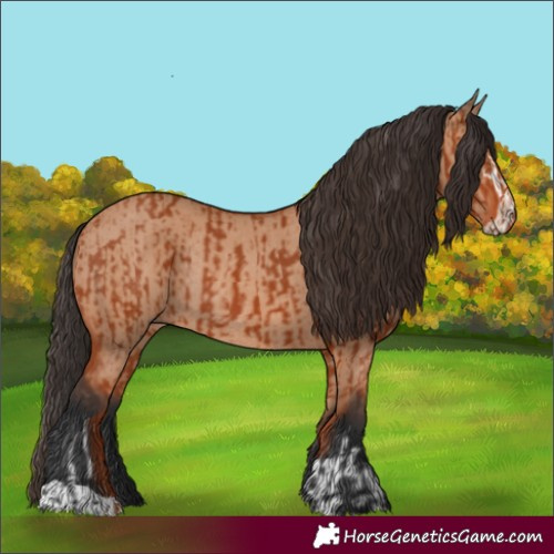 Horse Color:Bay Sabino Rabicano  and Bay Dun Sabino Rabicano 