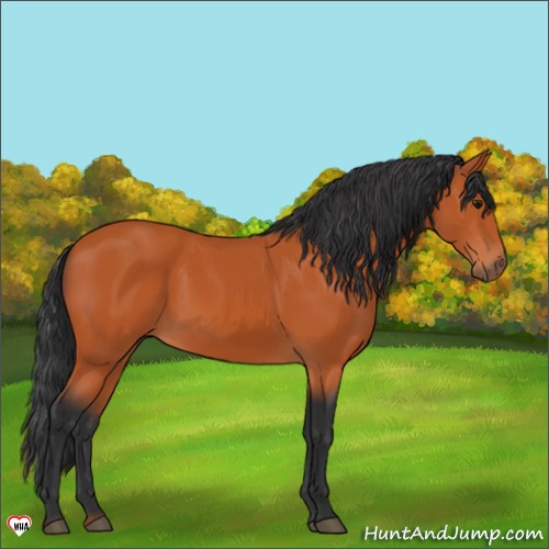Horse Color:Bay 