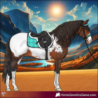 Horse Color:Brown Appaloosa 