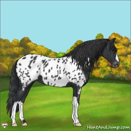Horse Color:Black Appaloosa 