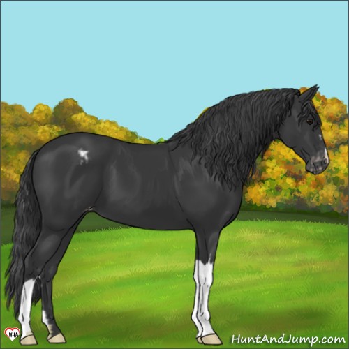 Horse Color:Black Appaloosa 