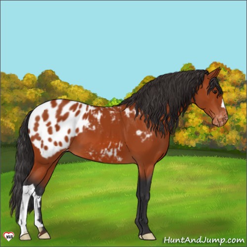 Horse Color:Brown Appaloosa 