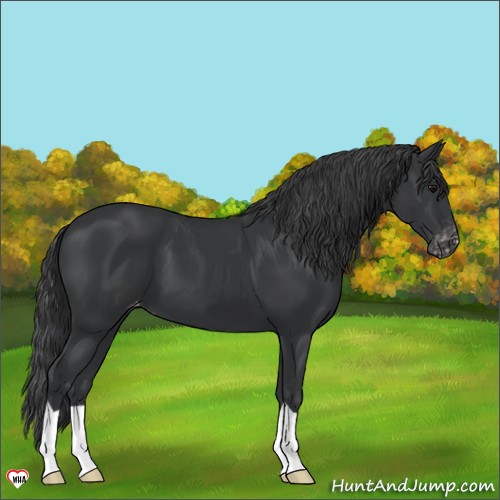 Horse Color:Black Appaloosa 