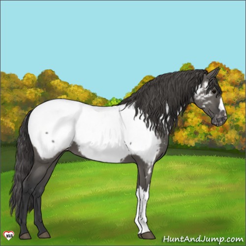 Horse Color:Grullo Appaloosa 
