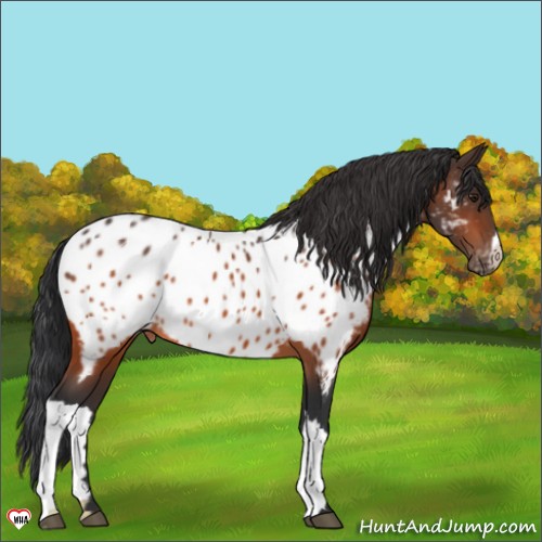 Horse Color:Brown Appaloosa 