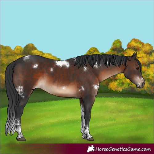 Horse Color:White Spotted Brown Tobiano 
