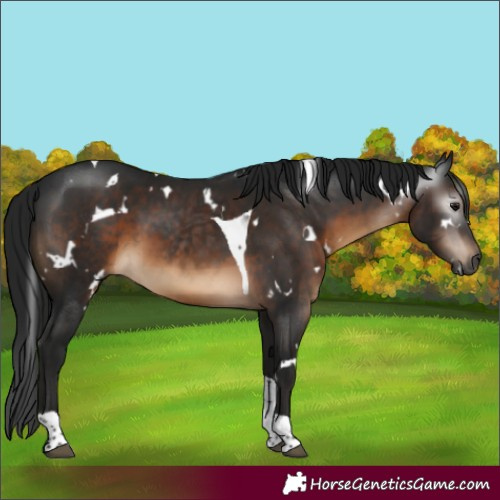 Horse Color:Gray White Spotted Brown Tobiano 