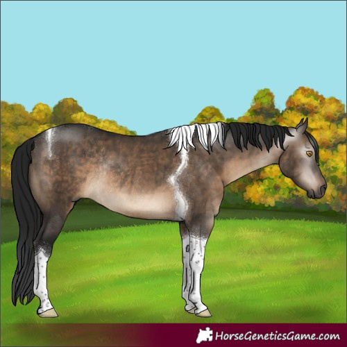 Horse Color:Gray Brown Dun Mushroom Sabino Tobiano Rabicano Brindle 
