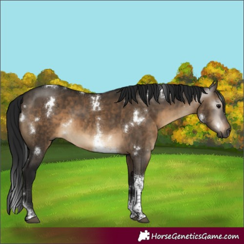 Horse Color:Gray White Spotted Brown Dun Tobiano Rabicano Brindle