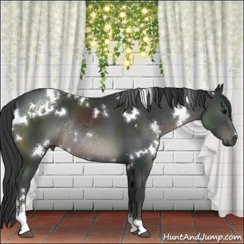 Horse Color:White Spotted Black Sabino Rabicano 