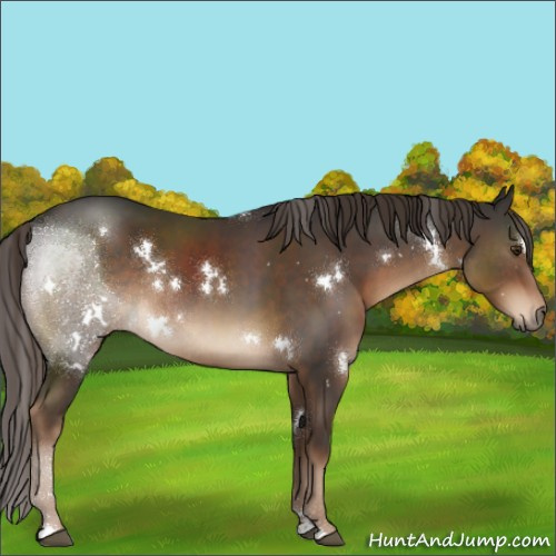 Horse Color:White Spotted Liver Chestnut Sabino Rabicano 