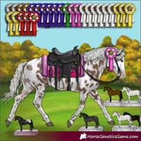 Horse Color:Silver Black Sabino Near Leopard Rabicano 