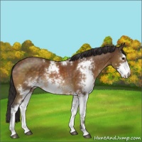 Horse Color:Buckskin Sabino 