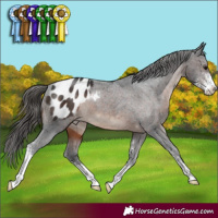 Horse Color:Brown Sabino Appaloosa 