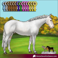 Horse Color:Silver Buckskin Sabino Appaloosa Rabicano 