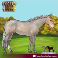 Horse Color:Silver Buckskin Sabino Appaloosa Rabicano 