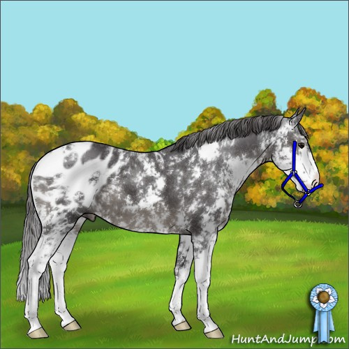 Horse Color:Smoky Black Sabino Appaloosa