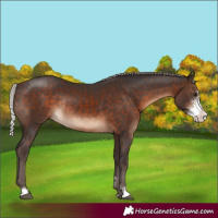 Horse Color:Silver Brown Sabino Rabicano 
