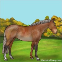 Horse Color:Silver Buckskin Sabino Rabicano 
