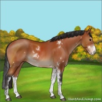 Horse Color:Bay Sabino 