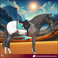 Horse Color:Brown Appaloosa 