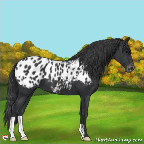 Horse Color:Black Appaloosa 