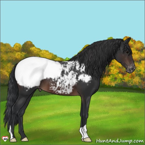 Horse Color:Brown Appaloosa 