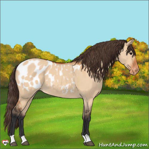 Horse Color:Bay Dun Appaloosa 