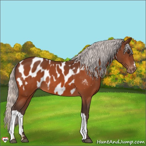 Horse Color:Silver Brown Appaloosa 