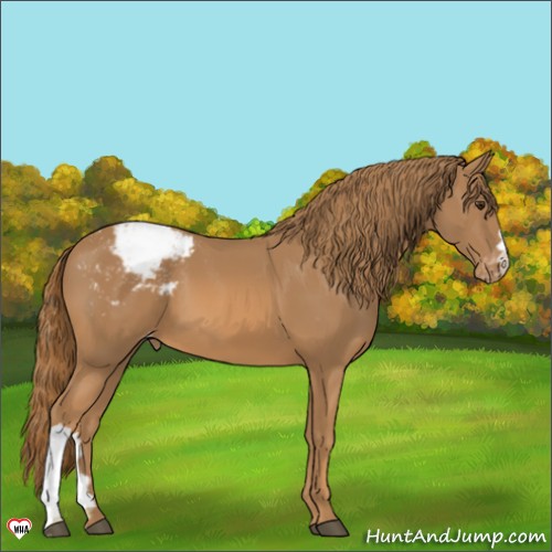 Horse Color:Chestnut Appaloosa 
