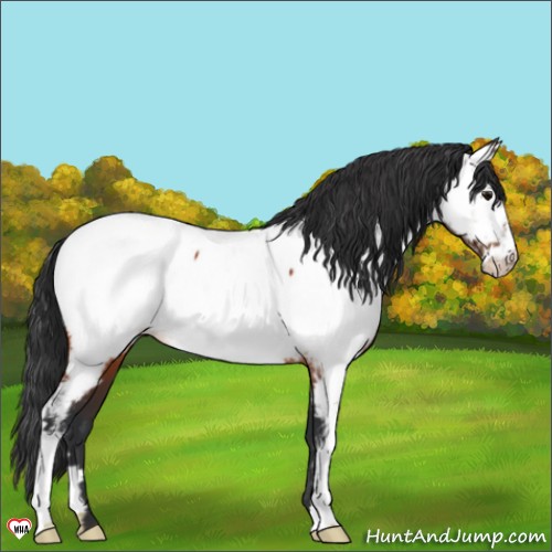 Horse Color:Bay Appaloosa 