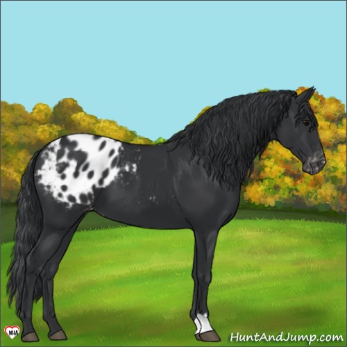 Horse Color:Black Appaloosa 