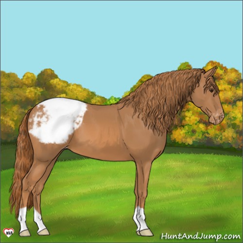 Horse Color:Chestnut Appaloosa 