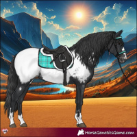 Horse Color:Black Near Fewspot 