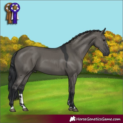 Horse Color:Grullo 