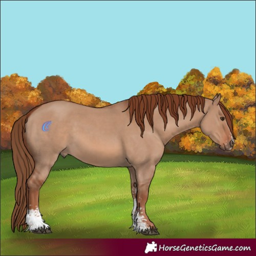 Horse Color:Red Dun Sabino