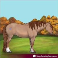 Horse Color:Red Dun Sabino