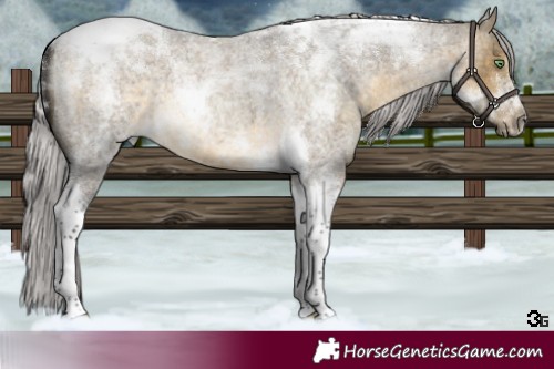Horse Color:Silver Buckskin Roan Dun Tobiano