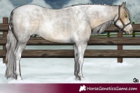 Horse Color:Silver Buckskin Roan Dun Tobiano 