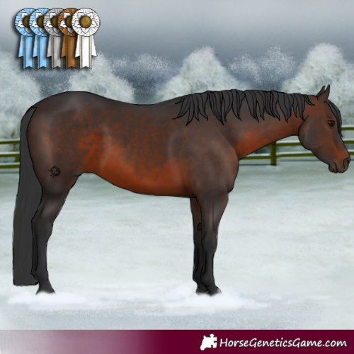 Horse Color:White Spotted Brown