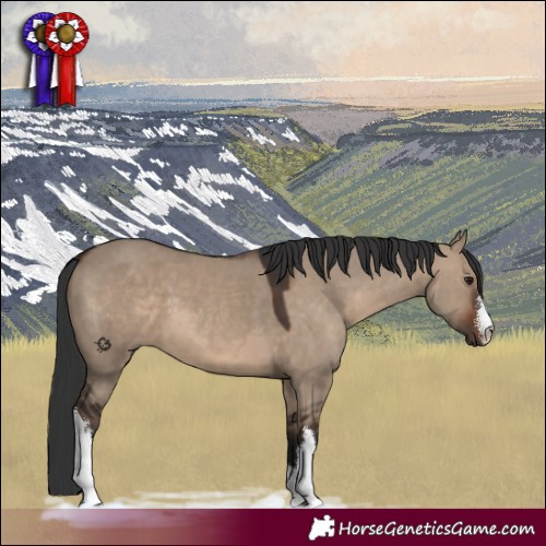 Horse Color:White Spotted Brown Dun