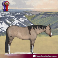 Horse Color:White Spotted Brown Dun 