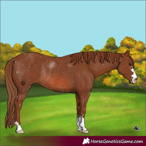 Horse Color:Chestnut Rabicano 
