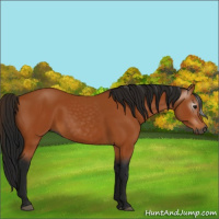 Horse Color:Unknown 