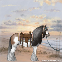 Horse Color:Gray Bay Splash Frame 