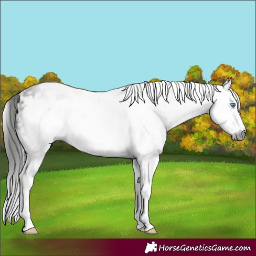 Horse Color:Gray White Spotted Bay Sabino Frame 