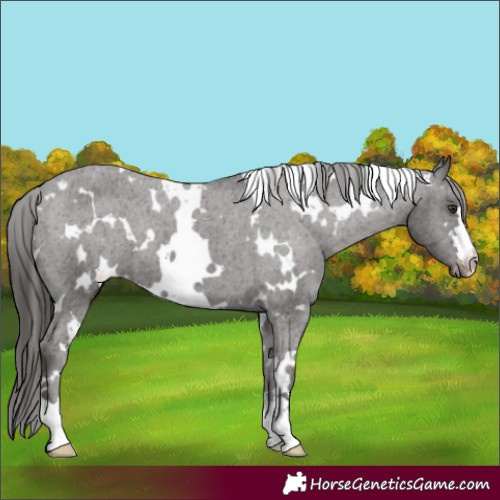 Horse Color:White Spotted Liver Chestnut Appaloosa 